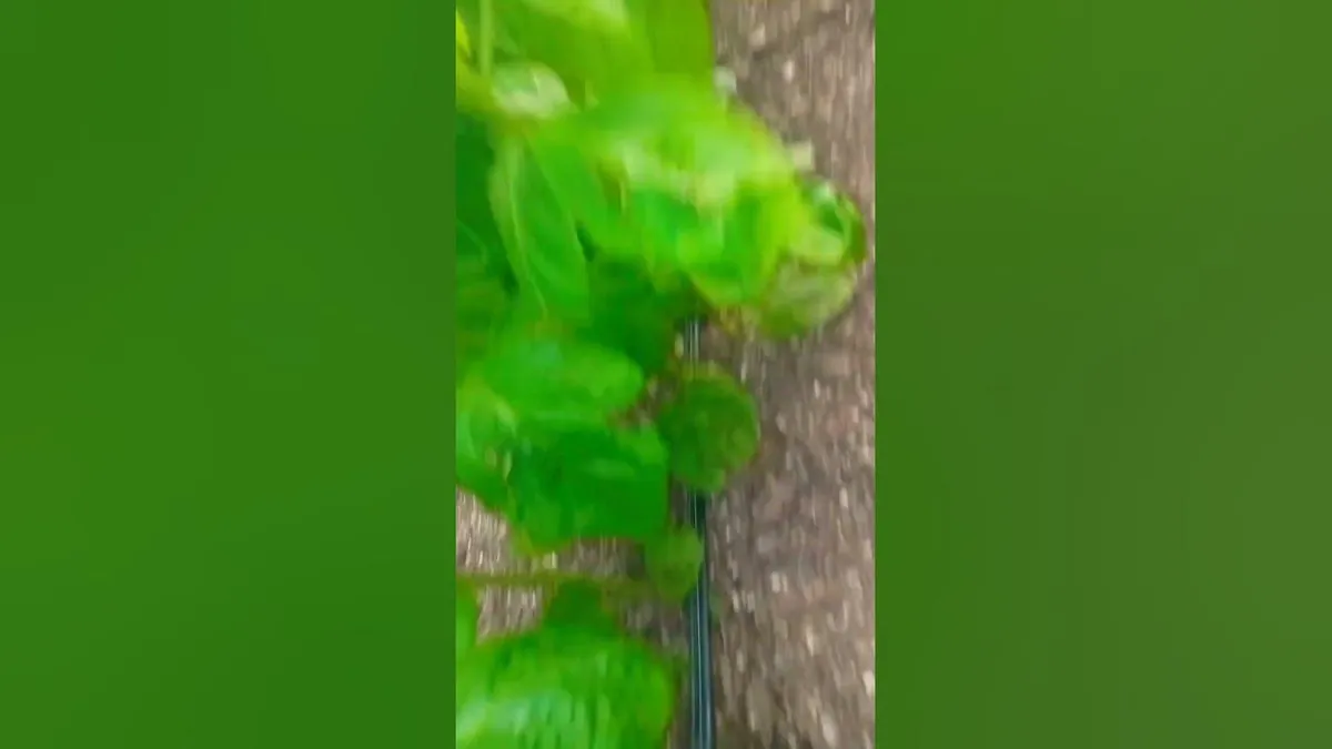 खेत: School Van Accident in Field Claims Life of One Child